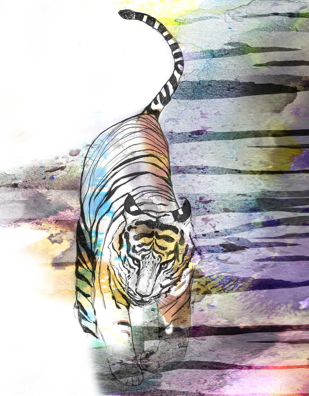 Tiger Tiger A2 size Giclee Print